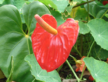anthurium